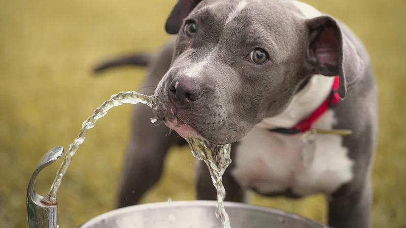 Cachorro bebiendo agua de un grifo en el jardín