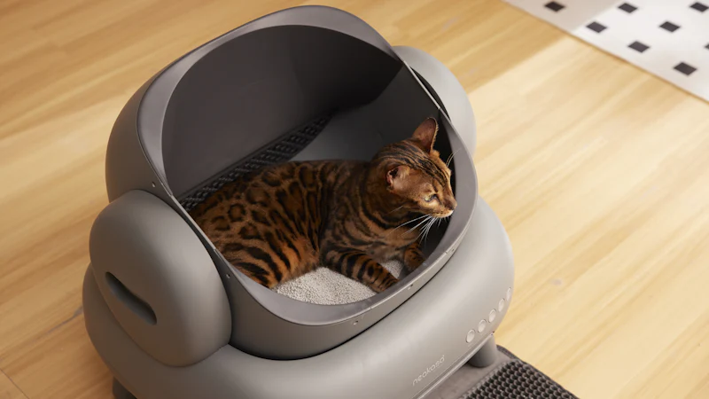 Gato sentado en una caja de arena en el suelo