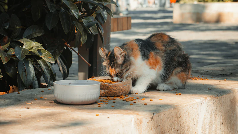 Gato tricolor comiendo de un cuenco