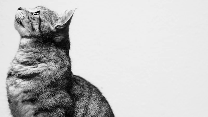 Gato atigrado negro y gris mirando a cámara