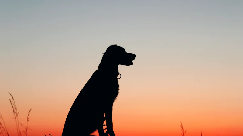 Silueta de un perro sentado sobre una roca al atardecer