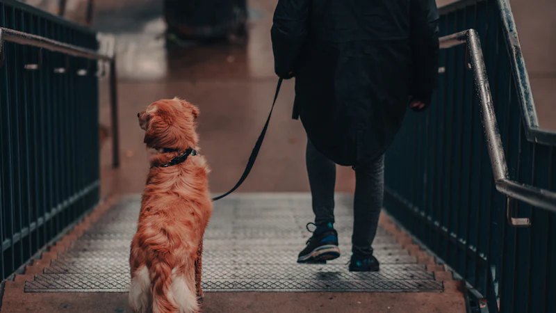 Persona paseando a un perro con correa por unas escaleras urbanas