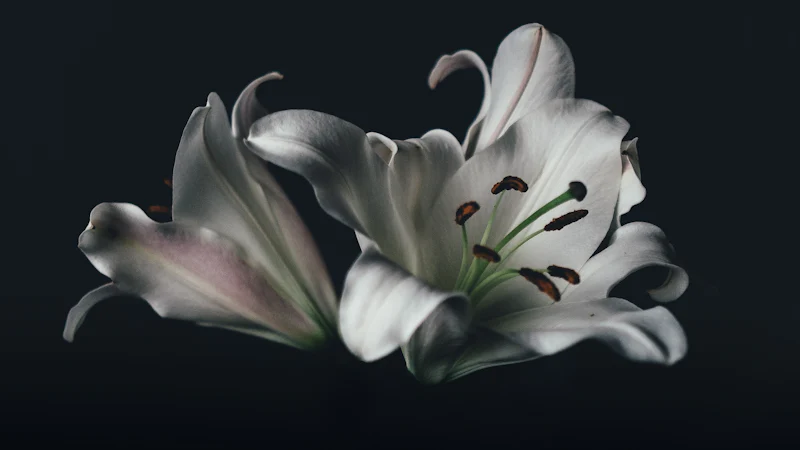 Flor de lirio oriental blanco