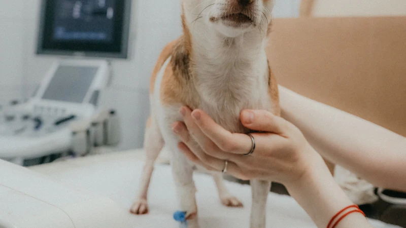Perro pequeño sujetado por su dueña en la consulta del veterinario