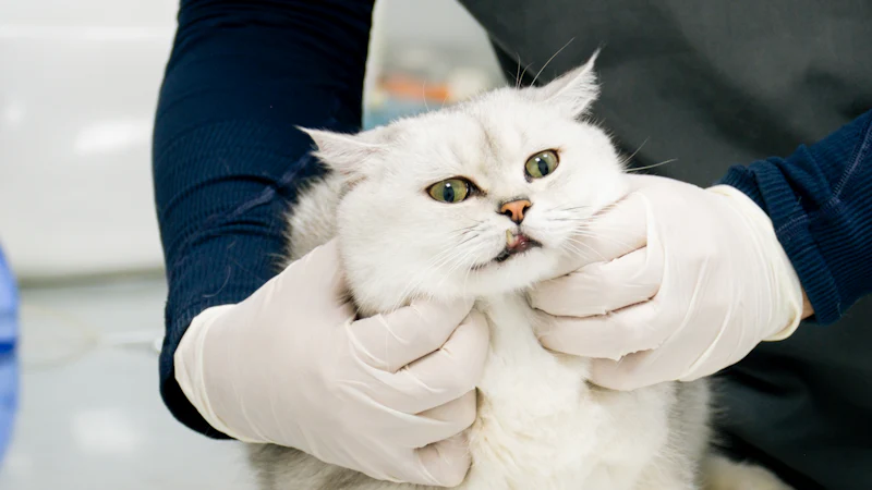 Gato blanco examinado por un veterinario