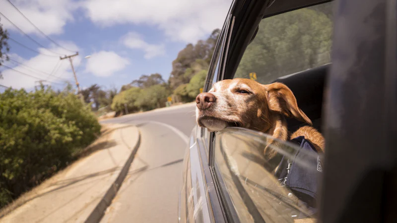 Perro asomado a la ventanilla de un coche